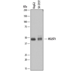 Human Heparan Sulfate 2-O-Sulfotransferase 1/HS2ST1 Antibody, R D Systems