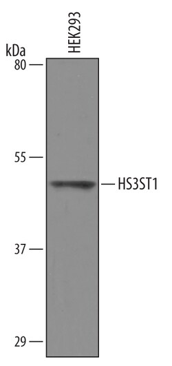 Human Heparan Sulfate 3-O-Sulfotransferase 1/HS3ST1 Antibody, R D Systems