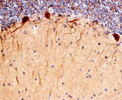 Human/Mouse Heparan Sulfate 3-O-Sulfotransferase 4/HS3ST4 Antibody, R D