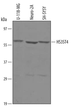 Human/Mouse Heparan Sulfate 3-O-Sulfotransferase 4/HS3ST4 Antibody, R D