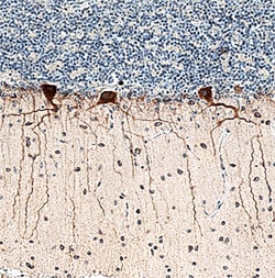 Human Heparan Sulfate 3-O-Sulfotransferase 4/HS3ST4 Antibody, R D Systems 100 &mu;g | Buy Online | R&D Systems | Fisher Scientific