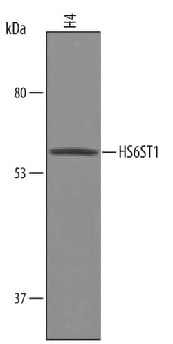 Human Heparan Sulfate 6-O-Sulfotransferase 1/HS6ST1 Antibody, R D Systems 100 &mu;g | Buy Online | R&D Systems | Fisher Scientific
