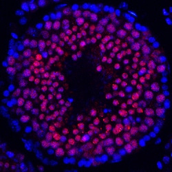 Mouse HSF1 Antibody, R D Systems 25&mu;g; Unlabeled:Antibodies, Polyclonal