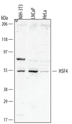 Human/Mouse HSF4 Antibody, R D Systems 25&mu;g; Unlabeled:Antibodies, Monoclonal
