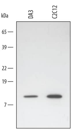 Mouse HSP10/EPF Antibody, R D Systems 25&mu;g; Unlabeled:Antibodies, Polyclonal