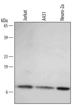 Human/Mouse HSP10/EPF Antibody, R D Systems 100&mu;g; Unlabeled:Antibodies,