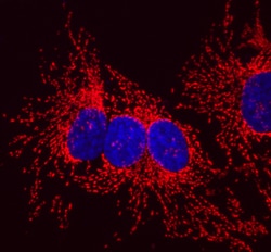 Human HSP10/EPF Antibody, R D Systems 100ug; Unlabeled:Antibodies, Monoclonal