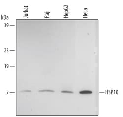 Human HSP10/EPF Antibody, R D Systems 100ug; Unlabeled:Antibodies, Monoclonal