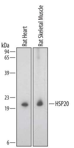 Rat HSP20/HSPB6 Antibody, R D Systems 100&mu;g; Unlabeled:Antibodies, Polyclonal