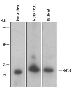 Human/Mouse/Rat HSP20/HSPB6 Antibody, R D Systems 25&mu;g; Unlabeled:Antibodies,