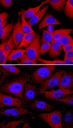 Human/Mouse/Rat Phospho-HSP27 (S78/S82) Antibody, R D Systems 50&mu;g;
