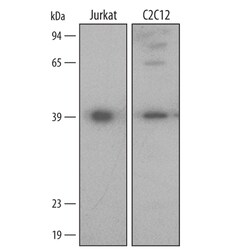 Human/Mouse HSP40/DNAJB1 Antibody, R D Systems 25&mu;g; Unlabeled:Antibodies,