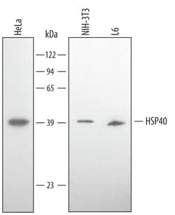 Human/Mouse/Rat HSP40/DNAJB1 Antibody, R D Systems 25&mu;g; Unlabeled:Antibodies,
