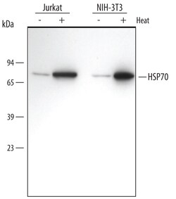 Human/Mouse/Rat HSP70/HSPA1A Antibody, R D Systems 25&mu;g; Unlabeled:Antibodies,
