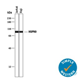 Human HSP90 Antibody, R D Systems 100 &mu;g | Buy Online | R&D Systems | Fisher Scientific