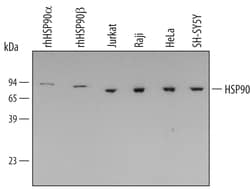 Human HSP90 Antibody, R&D Systems&trade;