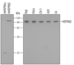Human/Mouse/Rat HSP90 beta Antibody, R D Systems 25&mu;g; Unlabeled:Antibodies,