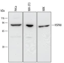 Human/Mouse/Rat HSPA8/HSC71 Antibody, R D Systems 25&mu;g; Unlabeled:Antibodies,