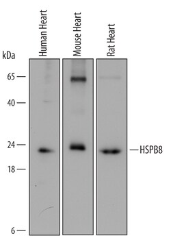 Human/Mouse/Rat HSPB8 Antibody, R D Systems 25&mu;g; Unlabeled:Antibodies,