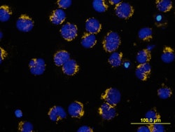 Human/Mouse/Rat HTRA2/Omi Antibody, R D Systems 25&mu;g; Unlabeled:Antibodies,