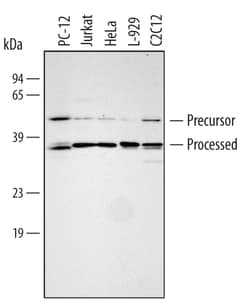 Human/Mouse/Rat HTRA2/Omi Antibody, R D Systems 25&mu;g; Unlabeled:Antibodies,