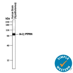 Human IA-2/PTPRN Antibody, R D Systems 100ug; Unlabeled:Antibodies, Monoclonal