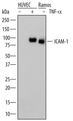 Human ICAM-1/CD54 Antibody, R D Systems 100 &mu;g | Buy Online | R&D Systems | Fisher Scientific