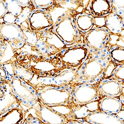 Mouse ICAM-1/CD54 Biotinylated Antibody, R D Systems 50&mu;g; Biotin:Antibodies,