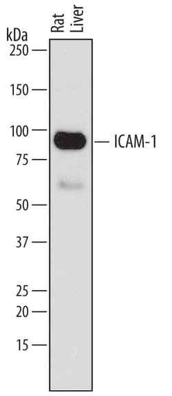 Rat ICAM-1/CD54 Antibody, R D Systems 25 &mu;g | Buy Online | R&D Systems | Fisher Scientific