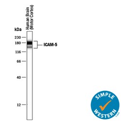 Human ICAM-5 Antibody, R D Systems 100&mu;g; Unlabeled:Antibodies, Polyclonal