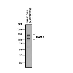 Human ICAM-5 Antibody, R D Systems 100&mu;g; Unlabeled:Antibodies, Polyclonal