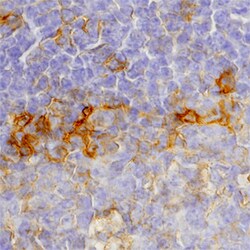 Human ICOS Antibody, R D Systems 100&mu;g; Unlabeled:Antibodies, Polyclonal