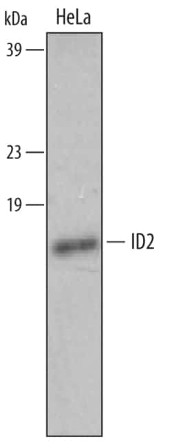Human ID2 Antibody, R D Systems 100&mu;g; Unlabeled:Antibodies, Polyclonal