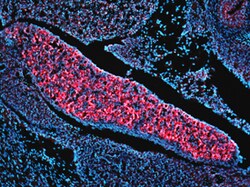 Mouse IFITM3/Fragilis Antibody, R D Systems 100&mu;g; Unlabeled:Antibodies,