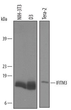 Mouse IFITM3/Fragilis Antibody, R D Systems 100&mu;g; Unlabeled:Antibodies,