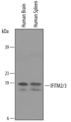 Human IFITM2/IFITM3 Antibody, R D Systems 25&mu;g; Unlabeled:Antibodies,