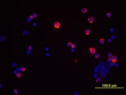 Human IFN-gamma Antibody, R D Systems:Antibodies:Primary Antibodies