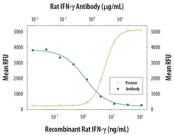 Rat IFN-gamma Antibody, R D Systems:Antibodies:Primary Antibodies