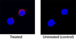 Rat IFN-gamma Antibody, R D Systems 25&mu;g; Unlabeled:Antibodies, Monoclonal
