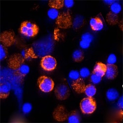 Feline IFN-gamma Antibody, R D Systems 25&mu;g; Unlabeled:Antibodies, Monoclonal