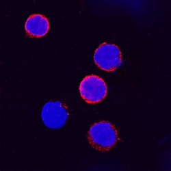 Human IFN-gamma R1/CD119 Antibody, R D Systems 100&mu;g; Unlabeled:Antibodies,
