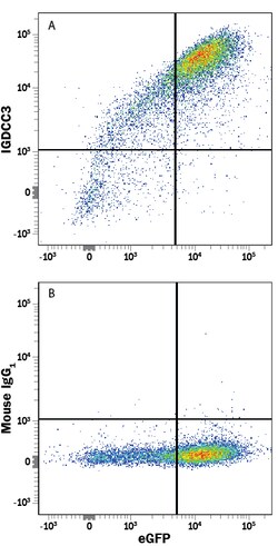 Human IGDCC3 Antibody, R D Systems 25&mu;g; Unlabeled:Antibodies, Monoclonal
