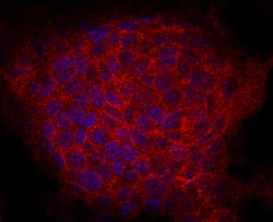 Human IGDCC3 Antibody, R D Systems 25&mu;g; Unlabeled:Antibodies, Monoclonal