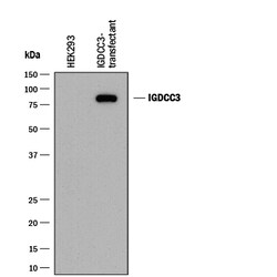 Human IGDCC3 Antibody, R D Systems 25&mu;g; Unlabeled:Antibodies, Monoclonal