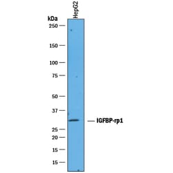 Human IGFBP-rp1/IGFBP-7 Antibody, R D Systems 100&mu;g; Unlabeled:Antibodies,