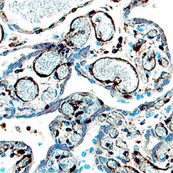 Human IGF-I/IGF-1 Antibody, R D Systems 25&mu;g; Unlabeled:Antibodies,