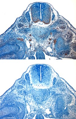 Mouse IGF-I/IGF-1 Antibody, R D Systems 25&mu;g; Unlabeled:Antibodies,