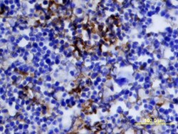 Mouse IGF-II/IGF2 Antibody, R D Systems 100&mu;g; Unlabeled:Antibodies,