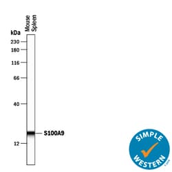 Rat IgG Horseradish Peroxidase-conjugated Antibody, R D Systems 1 mL; HRP:Antibodies,
