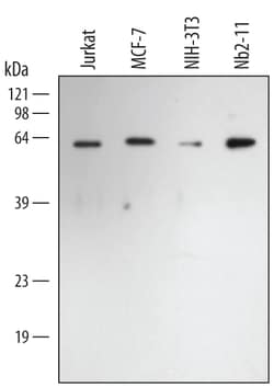 Rabbit IgG Horseradish Peroxidase-conjugated Antibody, R D Systems 1 mL;